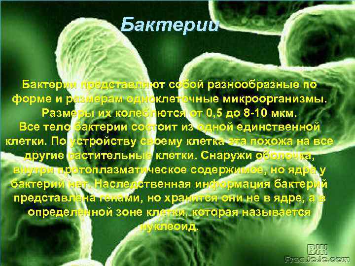  Бактерии представляют собой разнообразные по форме и размерам одноклеточные микроорганизмы. Размеры их колеблются