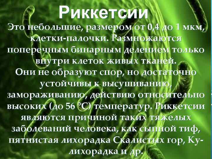  Риккетсии Это небольшие, размером от 0, 4 до 1 мкм, клетки-палочки. Размножаются поперечным