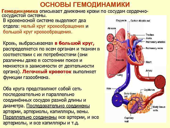 Как распределяются функции между дыхательной и кровеносной. Гемодинамика движение крови по сосудам. Основы гемодинамики. Гемодинамика сердечно сосудистой системы. Основы гемодинамики физиология.