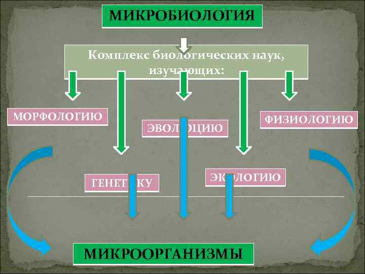  МИКРОБИОЛОГИЯ Комплекс биологических наук, изучающих: МОРФОЛОГИЮ ФИЗИОЛОГИЮ ЭВОЛЮЦИЮ ГЕНЕТИКУ ЭКОЛОГИЮ МИКРООРГАНИЗМЫ 