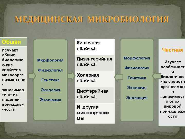  МЕДИЦИНСКАЯ МИКРОБИОЛОГИЯ Общая Кишечная Изучает палочка Частная общие биологиче Дизентерийная Морфология Изучает с-кие