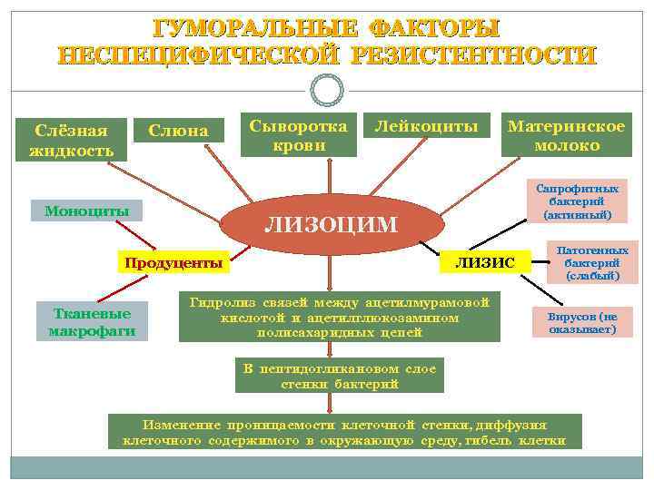   ГУМОРАЛЬНЫЕ ФАКТОРЫ  НЕСПЕЦИФИЧЕСКОЙ РЕЗИСТЕНТНОСТИ  Слёзная  Слюна  Сыворотка Лейкоциты