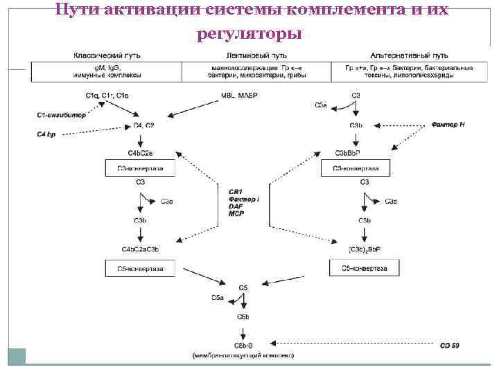 Пути активации системы комплемента и их    регуляторы 