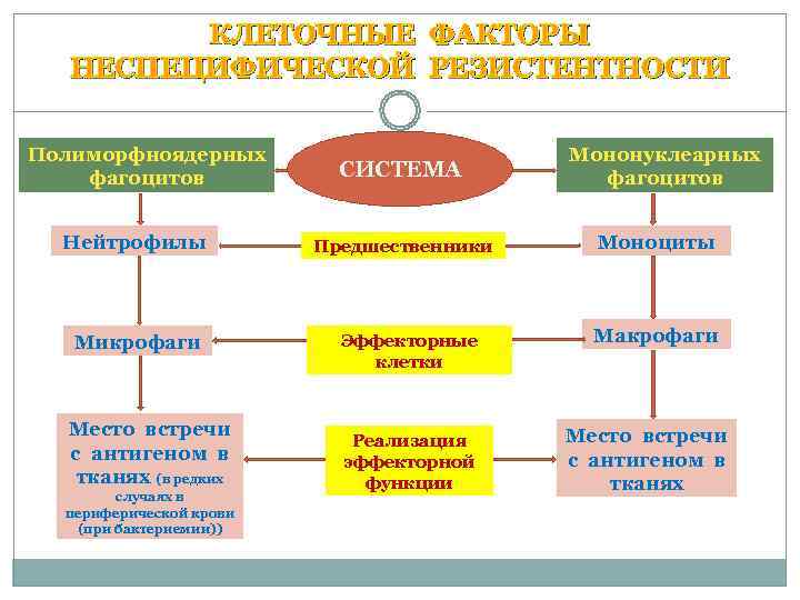    КЛЕТОЧНЫЕ ФАКТОРЫ  НЕСПЕЦИФИЧЕСКОЙ РЕЗИСТЕНТНОСТИ  Полиморфноядерных    