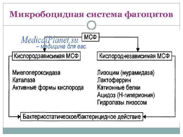 Микробоцидная система фагоцитов 