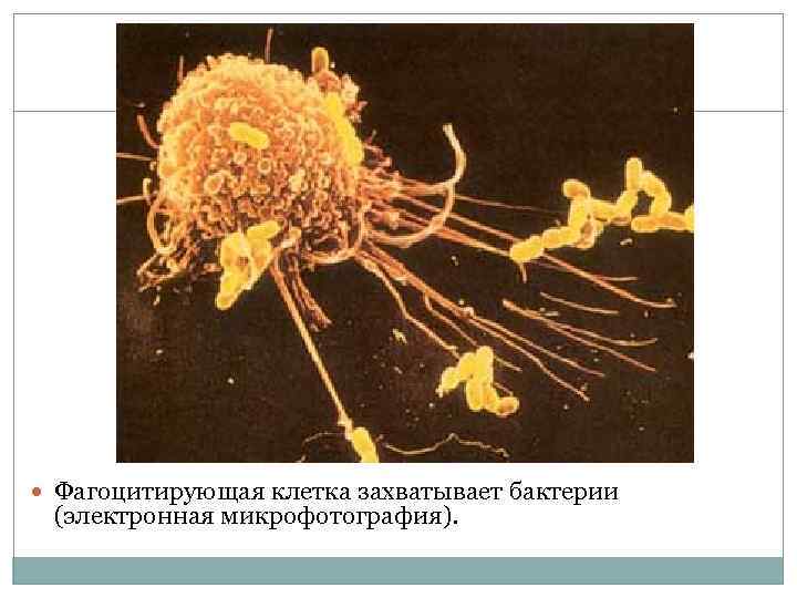  Фагоцитирующая клетка захватывает бактерии (электронная микрофотография). 