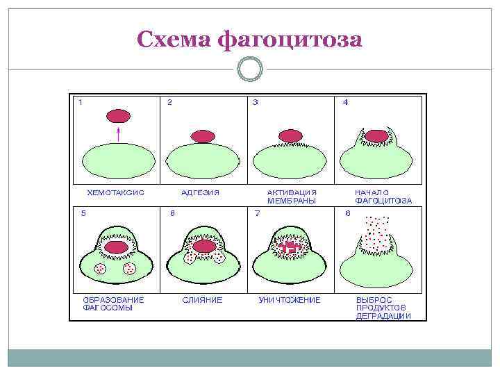 Схема фагоцитоза 