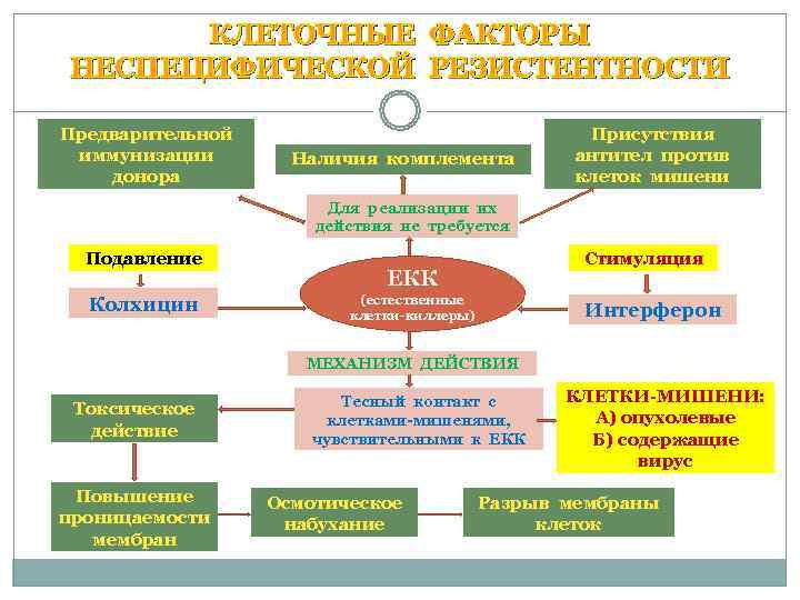  КЛЕТОЧНЫЕ ФАКТОРЫ НЕСПЕЦИФИЧЕСКОЙ РЕЗИСТЕНТНОСТИ Предварительной       Присутствия иммунизации