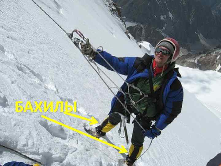 БАХИЛЫ 