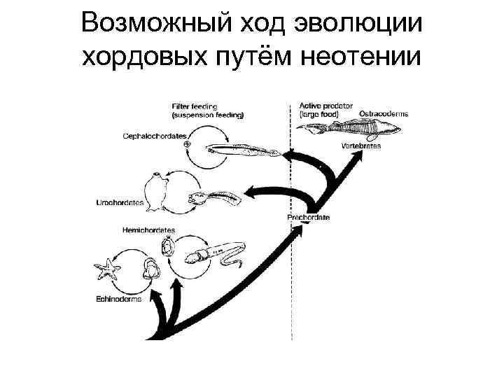 Возможный ход эволюции хордовых путём неотении 