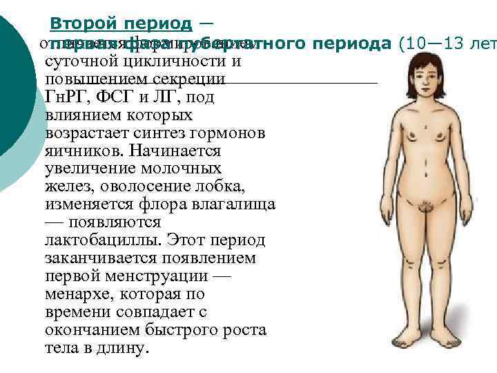  Второй период — отличается формированием первая фаза пубертатного периода (10— 13 лет суточной