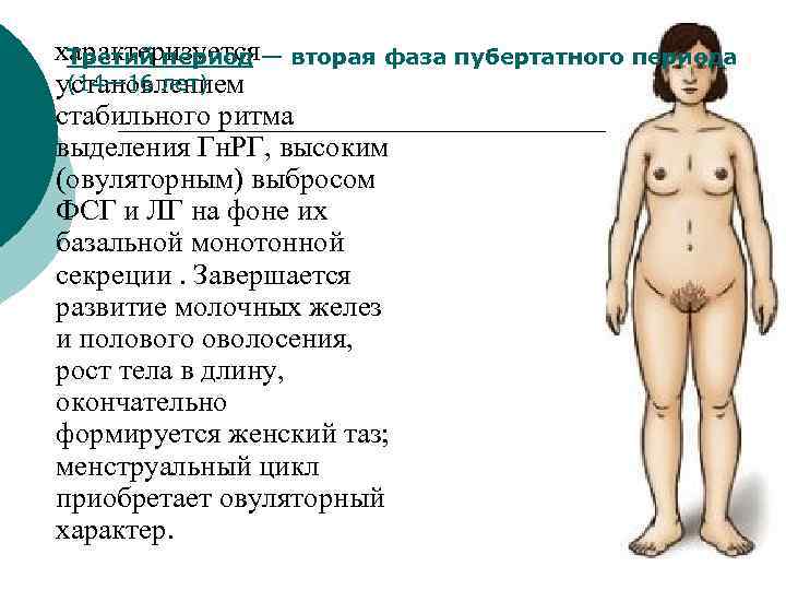  характеризуется Третий период — вторая фаза пубертатного периода установлением (14— 16 лет) стабильного