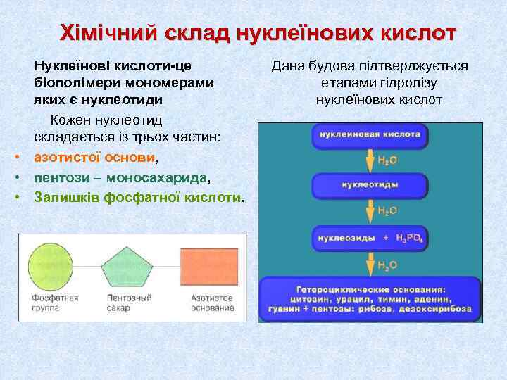  Хімічний склад нуклеїнових кислот Нуклеїнові кислоти-це   Дана будова підтверджується  біополімери