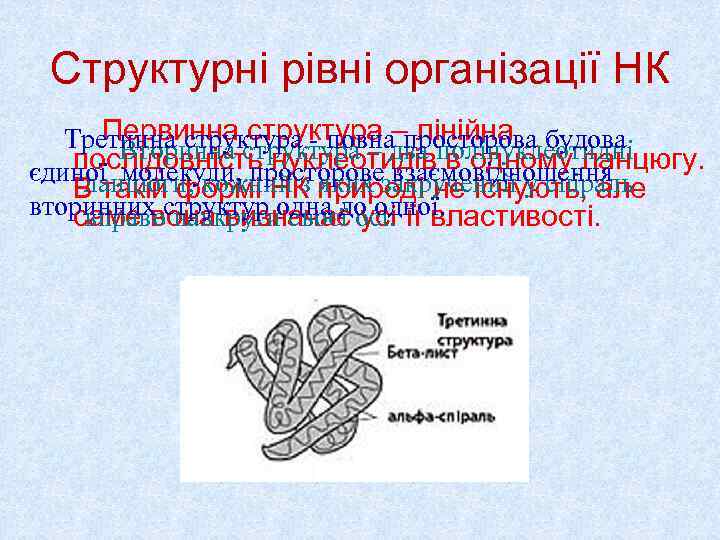  Структурні рівні організації НК  Первинна структура – лінійна Третинна структура - повна
