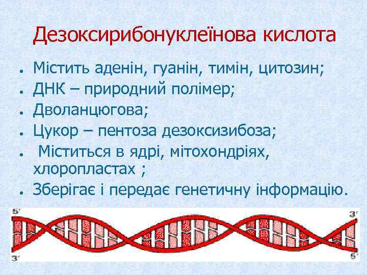   Дезоксирибонуклеїнова кислота ●  Містить аденін, гуанін, тимін, цитозин; ●  ДНК