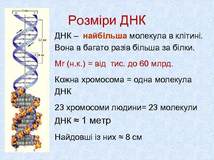  Розміри ДНК • ДНК – найбільша молекула в клітині. Вона в багато разів