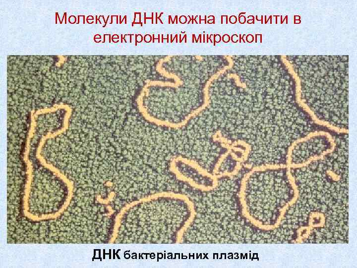 Молекули ДНК можна побачити в електронний мікроскоп   ДНК бактеріальних плазмід 