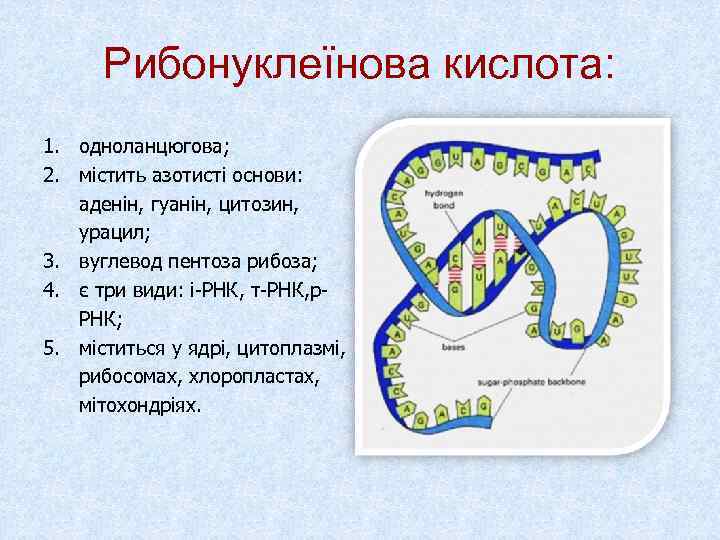  Рибонуклеїнова кислота: 1. одноланцюгова; 2. містить азотисті основи: аденін, гуанін, цитозин, урацил; 3.