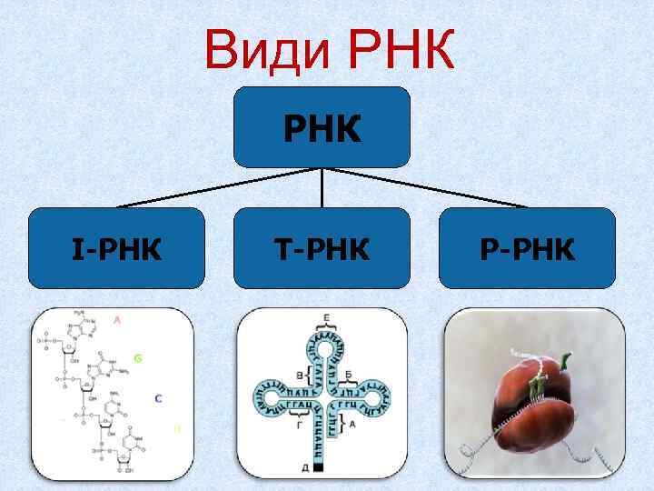   Види РНК  І-РНК Т-РНК  Р-РНК 