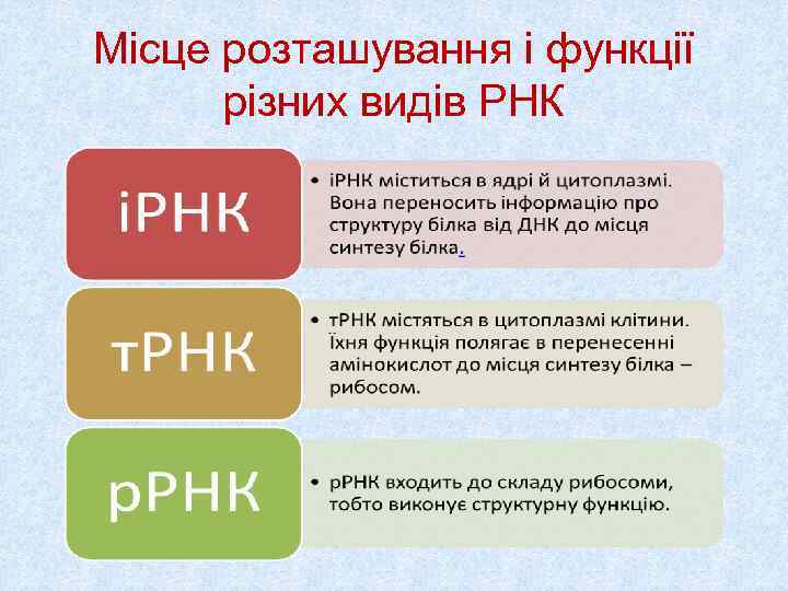 Місце розташування і функції  різних видів РНК 