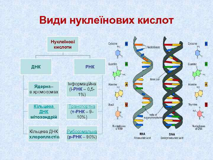 Транспортная днк