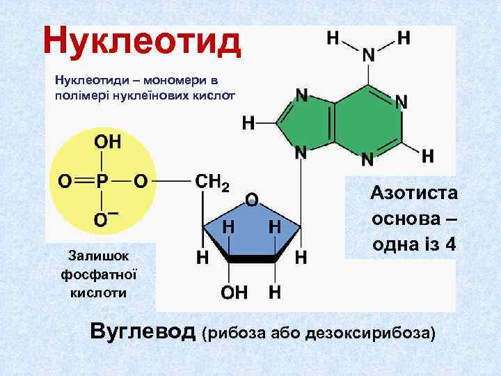 Нуклеотиди – мономери в полімері нуклеїнових кислот       Азотиста