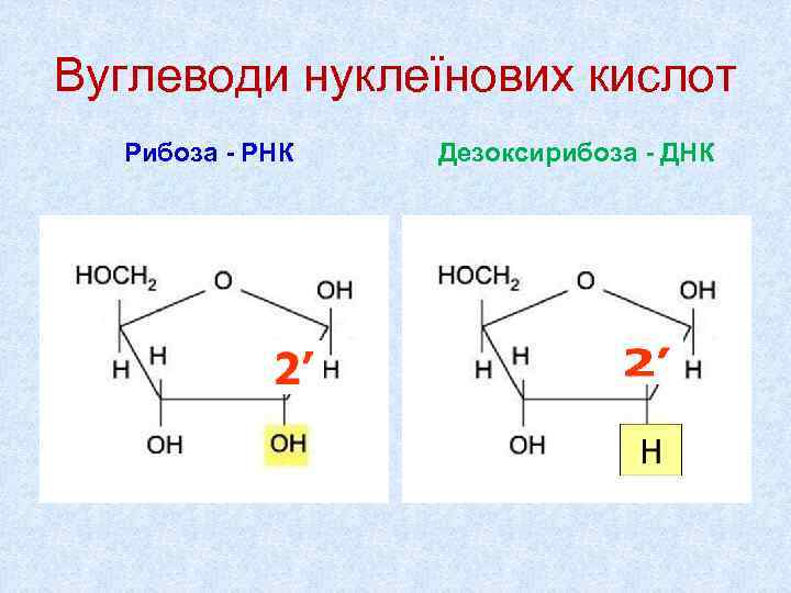 Вуглеводи нуклеїнових кислот  Рибоза - РНК  Дезоксирибоза - ДНК 