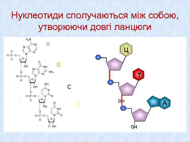 Нуклеотиди сполучаються між собою,  утворюючи довгі ланцюги 