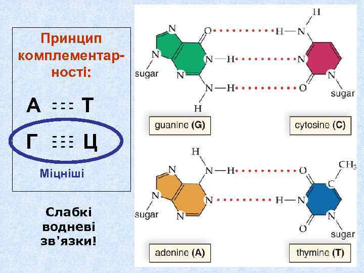   Принцип комплементар- ності:  А  ---  Т  --- Г