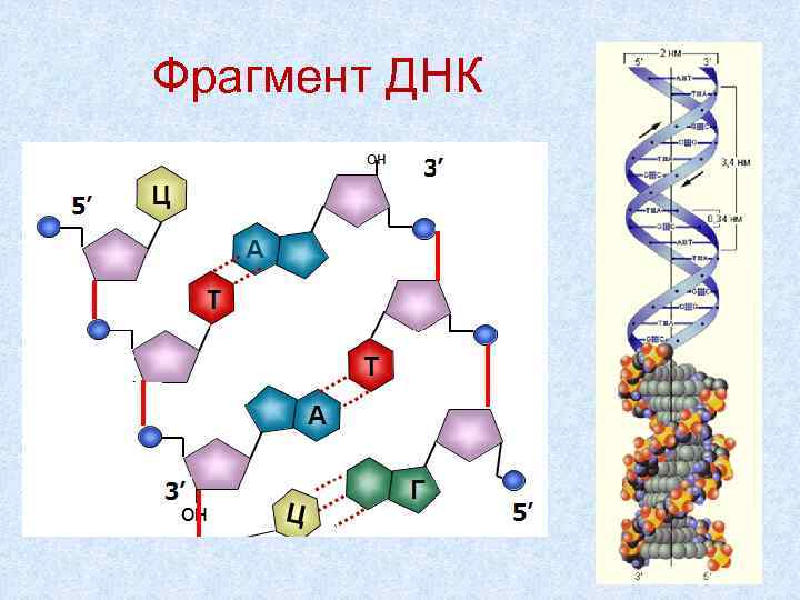 Строение фрагмента. Фрагмент ДНК. Обрывки ДНК. Приведите строение фрагмента ДНК – ТАЦ. Фрагмент ДНК зарисовать.