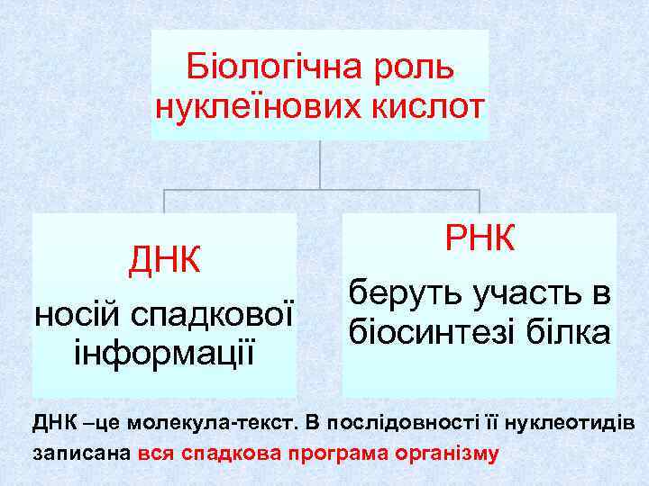    Біологічна роль   нуклеїнових кислот     