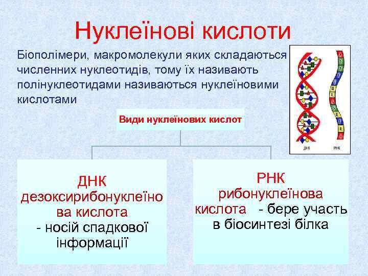   Нуклеїнові кислоти Біополімери, макромолекули яких складаються з численних нуклеотидів, тому їх називають