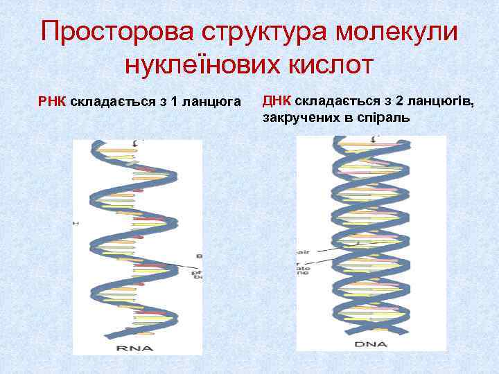 Просторова структура молекули  нуклеїнових кислот РНК складається з 1 ланцюга  ДНК складається