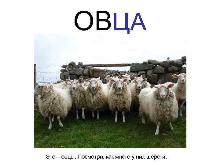    ОВЦА  Это – овцы. Посмотри, как много у них шерсти.