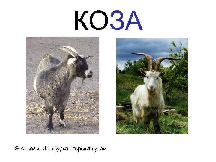      КОЗА  Это- козы. Их шкурка покрыта пухом. 