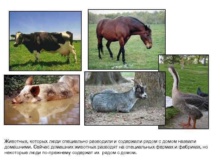 Животных, которых люди специально разводили и содержали рядом с домом назвали домашними. Сейчас домашних