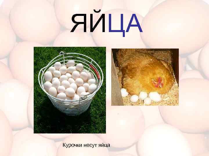 Откуда у куры яйца. Куры несут яйца. Формирование яйца в курице.