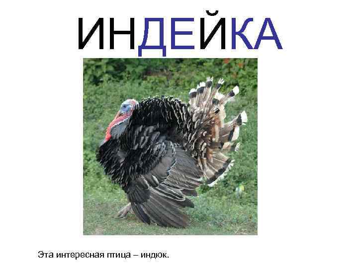   ИНДЕЙКА  Эта интересная птица – индюк. 
