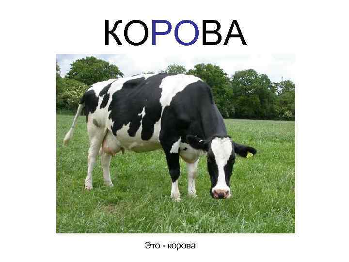 КОРОВА Это - корова 