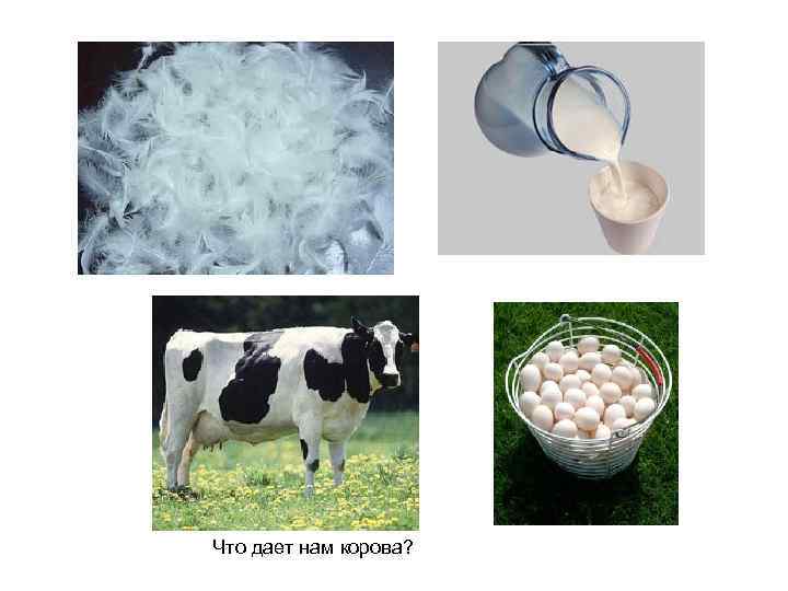 Что дает нам корова? 