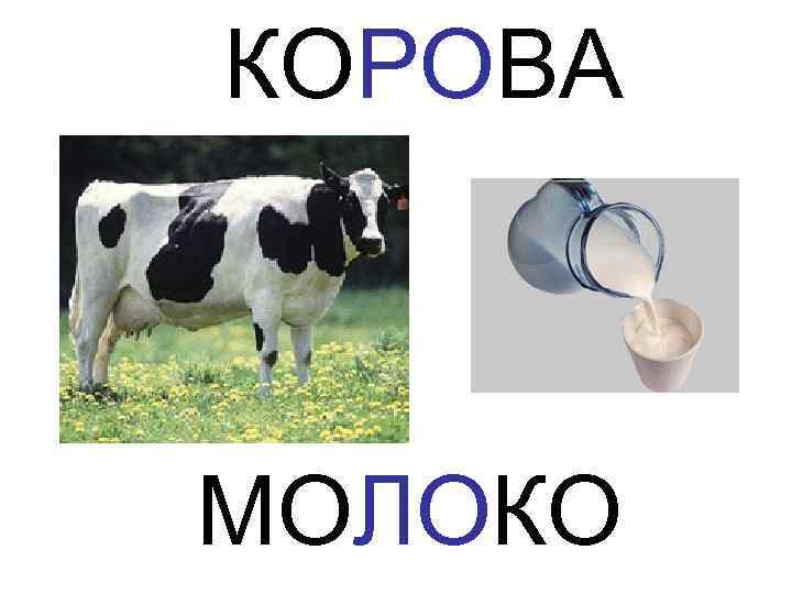 КОРОВА  МОЛОКО 