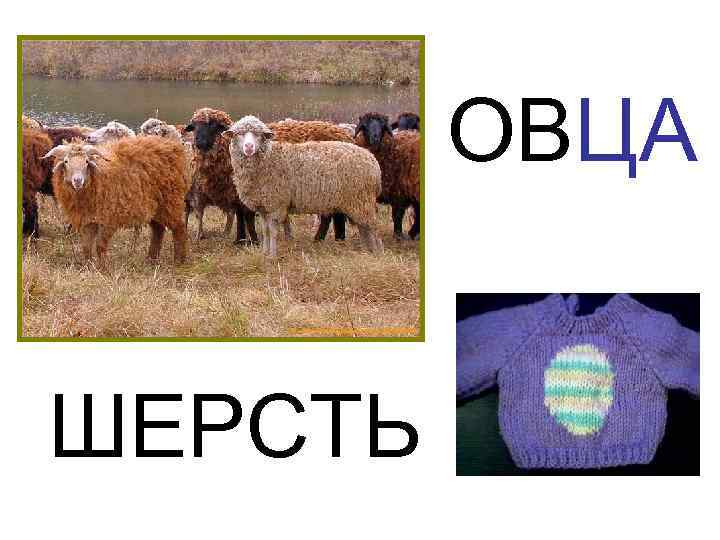    ОВЦА  ШЕРСТЬ 