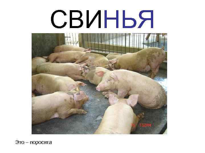    СВИНЬЯ  Это – поросята 