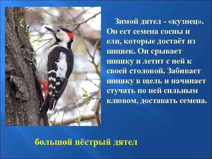  Зимой дятел - «кузнец» . Он ест семена сосны и ели, которые достаёт