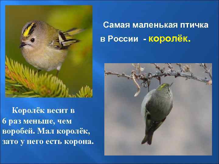  Самая маленькая птичка в России - королёк. Королёк весит в 6 раз меньше,