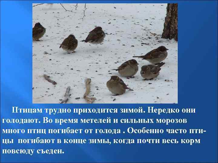  Птицам трудно приходится зимой. Нередко они голодают. Во время метелей и сильных морозов