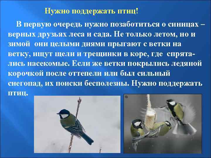  Нужно поддержать птиц! В первую очередь нужно позаботиться о синицах – верных друзьях