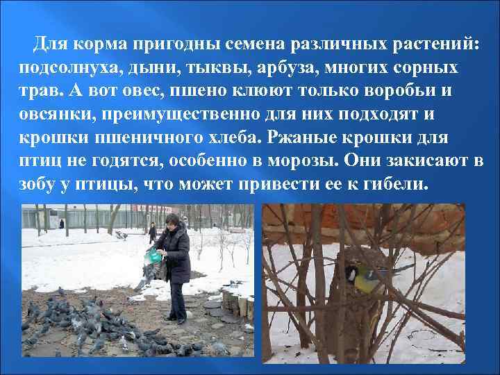  Для корма пригодны семена различных растений: подсолнуха, дыни, тыквы, арбуза, многих сорных трав.