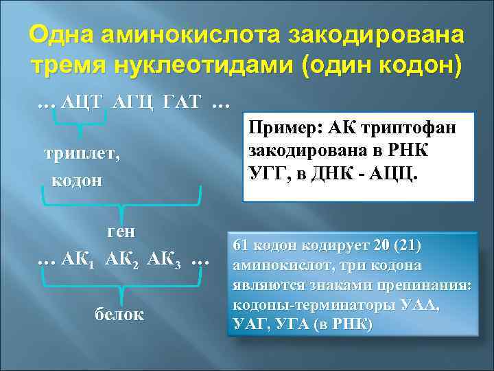 Сколько нуклеотидов в кодоне. Одна аминокислота кодируется тремя нуклеотидами. Аминокислота кодируется 3 нуклеотидами. 1 Аминокислота кодирует 3 нуклеотида. 1 Аминокислота кодируется.