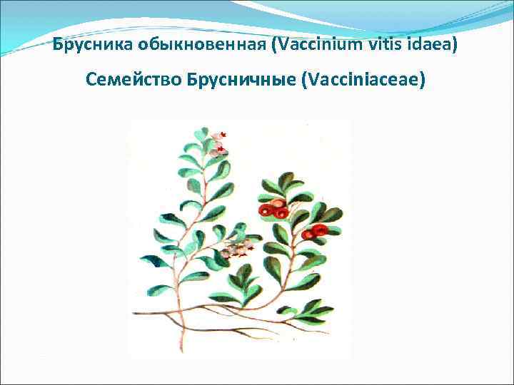 Брусника сырье. Брусника обыкновенная (листья). Брусника обыкновенная сырье. Брусника жизненная форма.